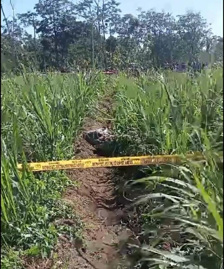 Heboh Penemuan Mayat Di Kebun Tebu Desa Pakisan Tlogosari Klik Today