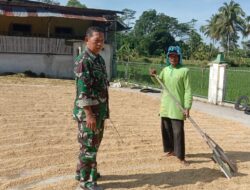Babinsa Jambesari Dampingi Petani Lakukan Penjemuran Padi Pasca Panen