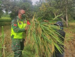Panen Tiba, Koptu Slamet Satgas TMMD 116 Bondowoso Bantu Angkat Gabah