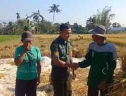 Babinsa Koramil 0822/04 Serka Lugito Lakukan Pendampingan Panen Padi