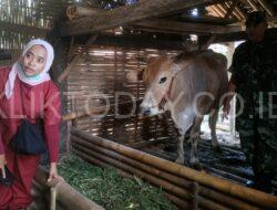 Kodim 0822/Bondowoso Melalui Babinsa Grujugan Bersama Keswan Berikan Penyuluhan juga Vaksin Pada Ternak Sapi