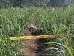 Heboh..!! Penemuan Mayat di Kebun Tebu Desa Pakisan Tlogosari