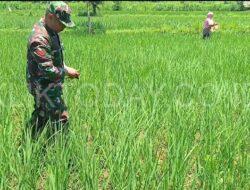 Bentuk Kepedulian Terhadap Warga Binaan, Babinsa Turun Langsung ke Sawah Bantu Petani Tebarkan Pupuk