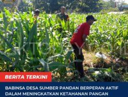 Babinsa Desa Sumber Pandan Berperan Aktif dalam Meningkatkan Ketahanan Pangan Melalui Program Sanitasi Kebun