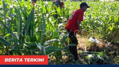 Babinsa Desa Sumber Pandan Berperan Aktif dalam Meningkatkan Ketahanan Pangan Melalui Program Sanitasi Kebun