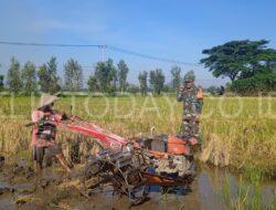 Bukti nyata, Dukung Warga Binaanya, Babinsa 0822 08 Grujugan turun Lokasi Dampingi Petani Membajak Sawah