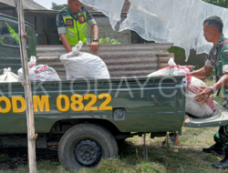 Babinsa Koramil 0822 13 Tlogosari Bersama Masyarakat Binaannya, Manfaatkan Pupuk Kandang