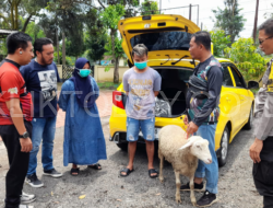 Polisi Bekuk Pasutri Pelaku Curhewan Kambing Pakai Mobil Mewah