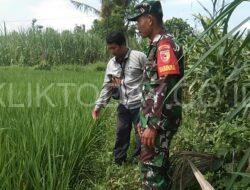 Babinsa Gayam Kidul Mendekatkan Diri pada Masyarakat, Membangun Ketahanan Pangan