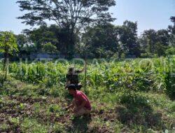 Sukseskan Ketahanan Pangan, Babinsa Bantu Petani Merawat Tanaman Jagung