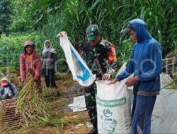 Babinsa Purnama Bantu Perontokan Padi Gogo, Tingkatkan Ketahanan Pangan Desa Purnama