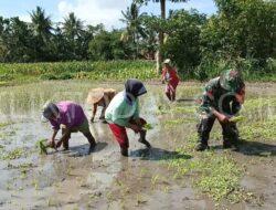 Dukung Kesejahteraan Masyarakat dalam Hanpangan, Babinsa 0822/08 Grujugan Dampingi Tanam Padi