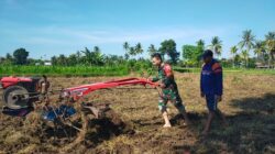 Babinsa Koramil Prajekan : Meningkatkan Produktivitas Pangan Jagung di Desa Penang