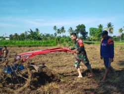 Babinsa Koramil Prajekan : Meningkatkan Produktivitas Pangan Jagung di Desa Penang