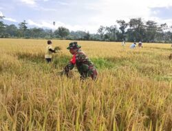 Babinsa Koramil Curahdami: Mendukung Kegiatan Panen Padi