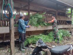 Dengan Komsos, Babinsa Mengok Motivasi kepada Peternak Kambing Etawa