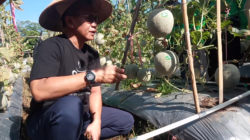 Pj Bupati Bondowoso Petik Melon juga Semangka di Lahan Suliwa Desa Kretek, Berikut Penyampaianya