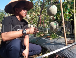 Petik melon juga Semangka, Pj Bupati Apresiasi Petani Muda Bondowoso