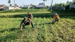 Peran Aktif Babinsa dalam Pembersihan Lahan Jagung di Desa Maskuning Wetan
