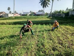 Peran Aktif Babinsa dalam Pembersihan Lahan Jagung di Desa Maskuning Wetan