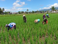 Babinsa Tamansari Dukung Program Ketahanan Pangan Melalui Pendampingan Penanaman Padi