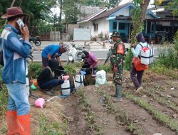 Sukseskan Ketahanan Pangan, Kodim 0822 Bondowoso Kerahkan Babinsa