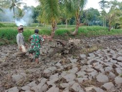 Babinsa Kodim 0822 Bondowoso Serentak Dampingi Petani Mengolah Lahan Sawah
