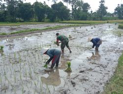 Peran Aktif Babinsa Demi Menjaga Ketahanan Pangan Di Kabupaten Bondowoso