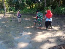 Babinsa 0822/01 Bondowoso Ikut Bantu Petani Demi Menjaga Kestabilan Hanpangan