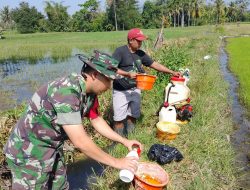 Babinsa Koramil 0822/01 bantu Penyemprotan Herbisida, Gulma