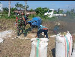 Panen Padi Sukses Berkat Babinsa, Hasilnya Berlimpah!