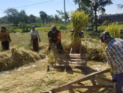 Sukses Panen Padi di Desa Dawuhan: Babinsa Berperan Penting dalam Pendampingan Petani