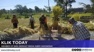 Sukses Panen Padi di Desa Dawuhan: Babinsa Berperan Penting dalam Pendampingan Petani