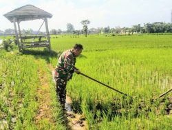 Babinsa Desa Pejaten Terjun ke Sawah, Bantu Petani Tingkatkan Ketahanan Pangan