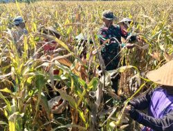 Pendampingan Panen Jagung di Desa Dadapan: Babinsa dan Warga Bersatu