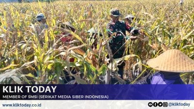 Pendampingan Panen Jagung di Desa Dadapan: Babinsa dan Warga Bersatu