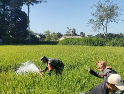 Babinsa 0822/08 Bondowoso Bersama Warga, Galakkan Pompanisasi Pertanian