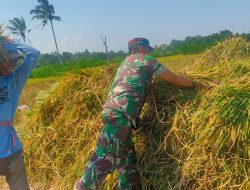 Babinsa 0822/07 Maesan Beri Motivasi untuk Tetap Semangat di Giat Pendampingan Panen Padi