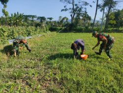Tingkatkan Hasil Produksi, Sertu Johari bantu Pemupukan Tanaman Jagung
