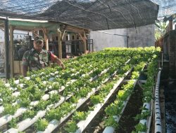 Babinsa Pelopor Pemanfaatan Lahan Kosong di Desa Sekarputih, Budidaya Hidroponik Tanaman Selada