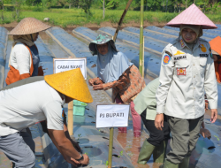 Pj Bupati Bondowoso Tanam Cabe Bersama Forkopimda, Berikut Pesan Pentingnya di Acara, Abeg Rembeg