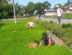 Meski Hari Libur, Semangat Serka Lugito bantu Petani Cabut Benih Padi