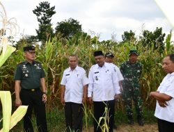 Dandim 0822 Bondowoso Tinjau Lahan Jagung
