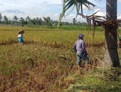Babinsa Desa Kembang Tingkatkan Hasil Panen Padi dengan Pendampingan Inovatif