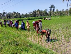 Babinsa Desa Menengok bantu Petani, Upayakan Panen Padi Lebih Optimal
