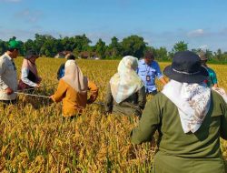 Babinsa dan PPL Berperan Aktif dalam Panen Padi di Desa Sumbersari