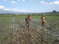 Osrok, Cara Tradisional Babinsa dan Petani Membersihkan Rumput Pengganggu Padi