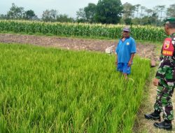 Bantu Petani Tanam Padi, ini Cara Babinsa Turut Meningkatkan Ketahanan Pangan