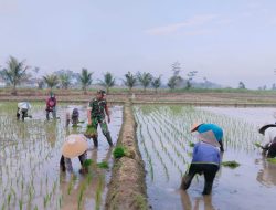 Babinsa 0822 Bondowoso bantu Petani Tanam Padi, Wujud Kemanunggalan TNI-Rakyat