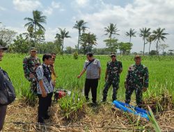 Demi Indonesia Maju, Kodim 0822 Bondowoso juga Tim Satgas Antisipasi Darurat Pangan